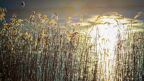 Goldener Winter-Sonnenuntergang über einem gefrorenen See mit im Vordergrund stehendem, von der Sonne beleuchtetem Schilf. Fotografie von Michael Schalansky.